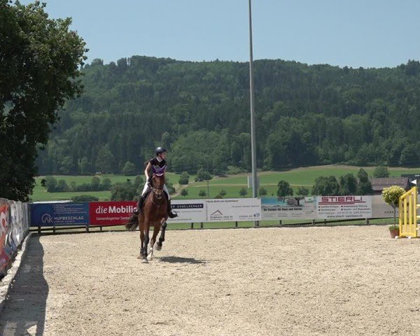 Reitturnier Hitzkirch 2025