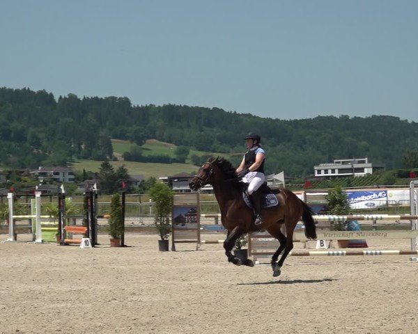 Reitturnier Hitzkirch 2025