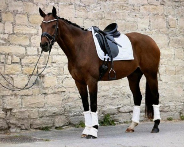 horse Sienna 47 (Hanoverian, 2013, from Savoy)