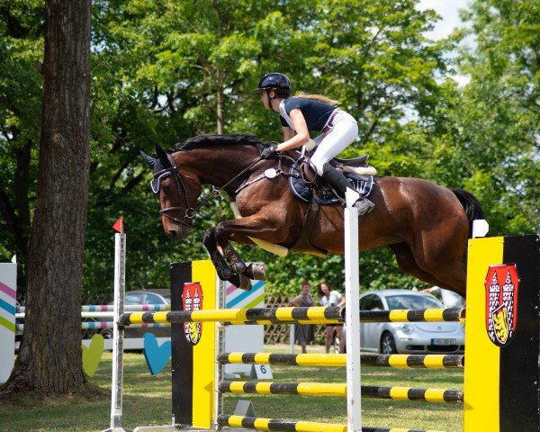 jumper I'm Cassina (Hanoverian, 2017, from I'm Special de Muze)