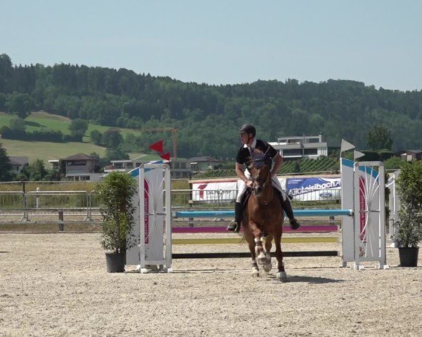 Reitturnier Hitzkirch 2025