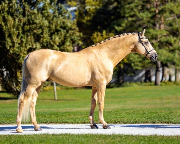 horse Qanun MD (German Sport Horse, 2013, from DSP Quasi Gold Md)