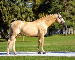 Pferd Qanun MD (Deutsches Sportpferd, 2013, von DSP Quasi Gold Md)