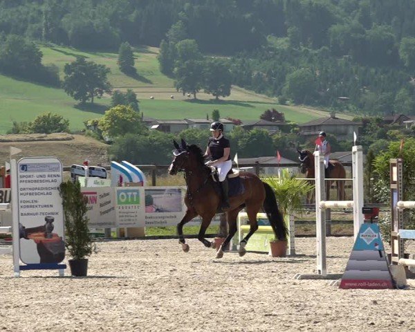 Reitturnier Hitzkirch 2025