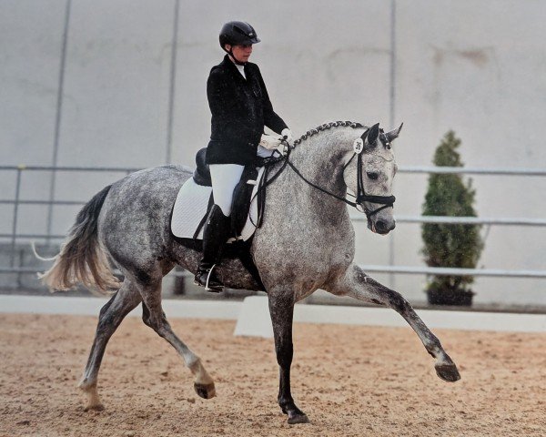 horse Baila conmigo GG (Westphalian, 2019, from Belantis)