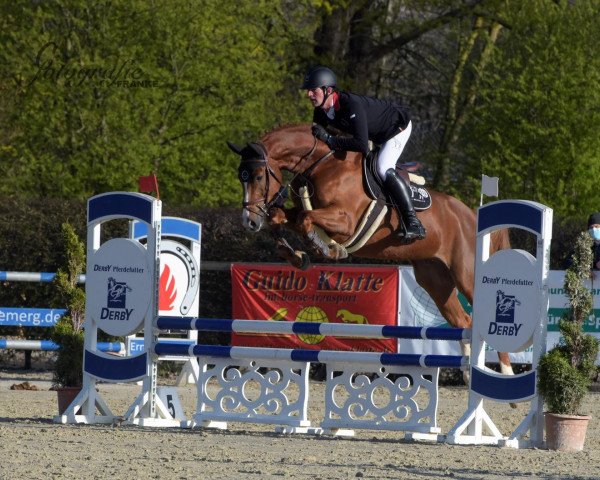 jumper Conquest of Paradise 19 (Hanoverian, 2017, from Comme il Faut) jumper Conquest of Paradise 19 (Hanoverian, 2017, from Comme il Faut)