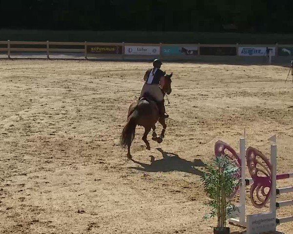 Reitturnier Tiefenhof/Opf. 2025