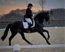 dressage horse Rondo Scalini (Oldenburg, 2002, from Rohdiamant)