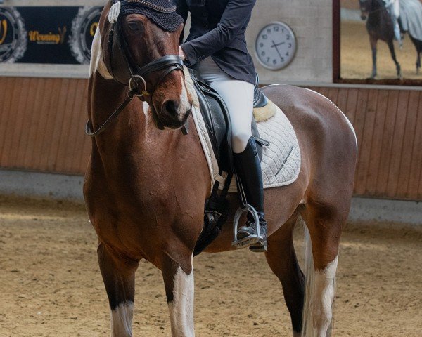 jumper Shalimar M (Rhinelander, 2009, from Samico F)