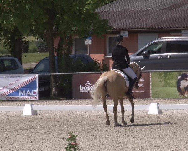 Reitturnier Rot am See- Musdorf 2025