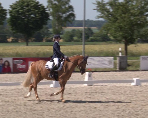 Reitturnier Rot am See- Musdorf 2025