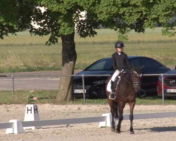 Reitturnier Rot am See- Musdorf 2025
