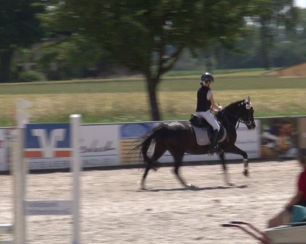 Reitturnier Rot am See- Musdorf 2025