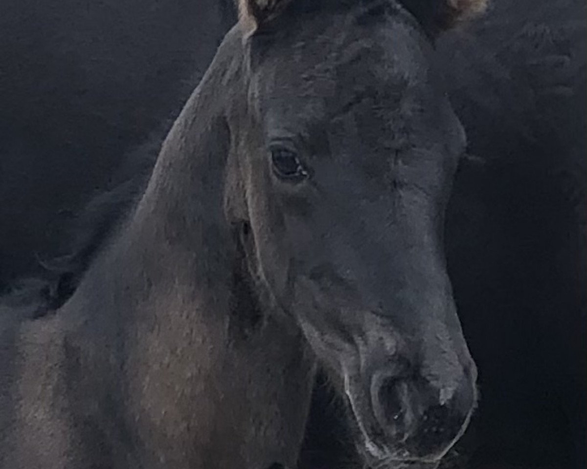 broodmare Milli (Westphalian, 2021, from Morricone)