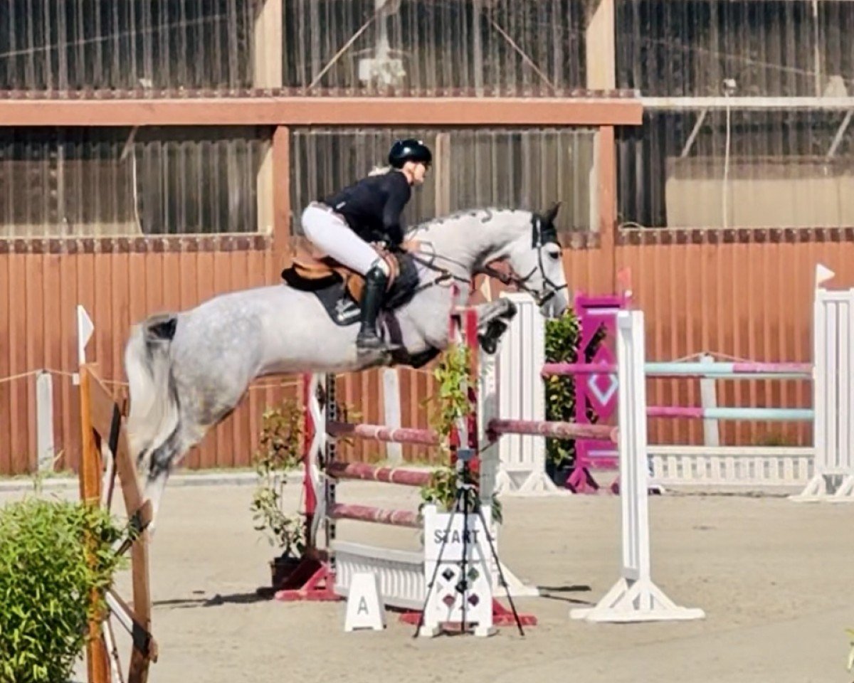 Springpferd Montesquieu 10 (Holsteiner, 2020, von Million Dollar)
