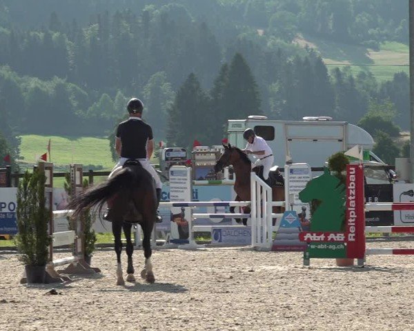 Reitturnier Hitzkirch 2025