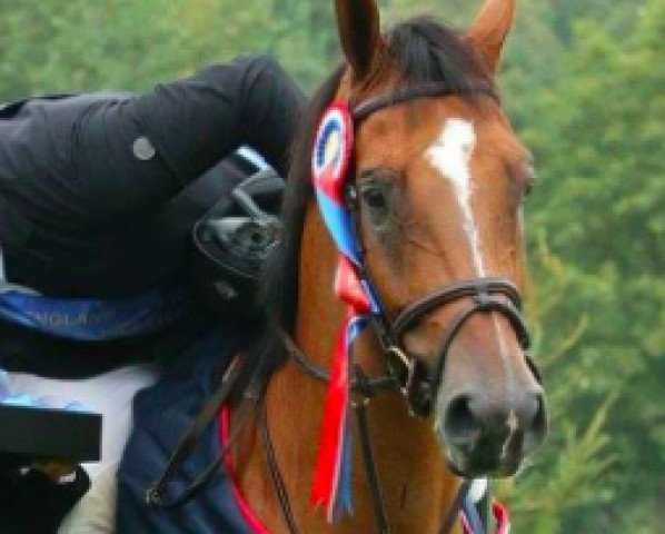 Springpferd Fantastico C (KWPN (Niederländisches Warmblut), 2010, von Eldorado van de Zeshoek)