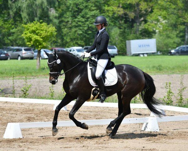 dressage horse Dark Rose 31 (Oldenburg, 2015, from Danciano)