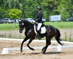 Dressurpferd Dark Rose 31 (Oldenburger, 2015, von Danciano)