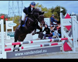 jumper Mellaer's Lady gaga (New Forest Pony, 2014, from Sulaatik's Valdez)