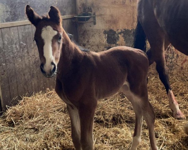 broodmare Felisheya( ulla) (Oldenburg show jumper, 2021, from Forsyth)