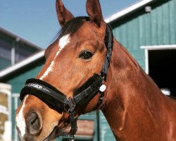dressage horse Sammy Joe 73 (Westphalian, 2009, from Swarovski)