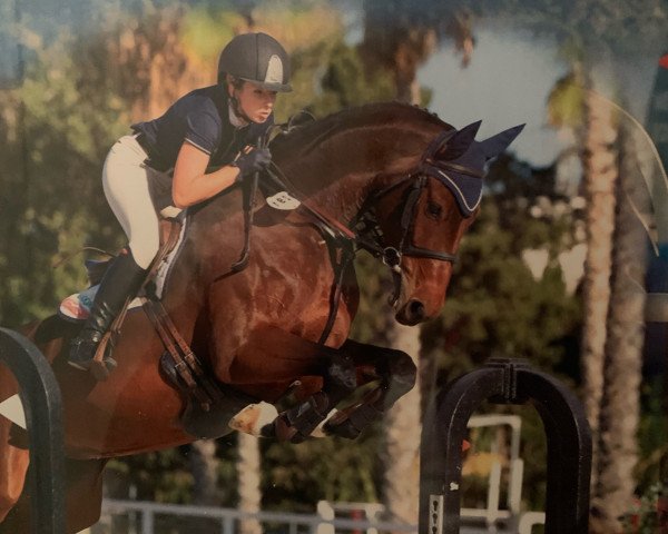 jumper Nanadu vd Heffinck (Belgian Warmblood, 2013, from Cooper van de Heffinck)