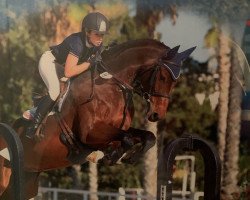 jumper Nanadu vd Heffinck (Belgian Warmblood, 2013, from Cooper van de Heffinck)