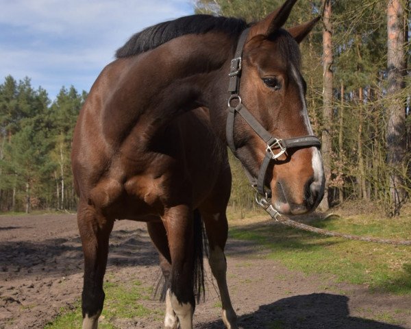 jumper Callaica (Hanoverian, 2008, from Comte)