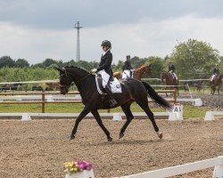 dressage horse De Loreans Diamond (German Sport Horse, 2016, from DeLorean)