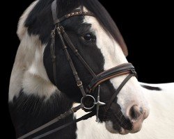 dressage horse Penny 417 (Pony without race description, 2011)