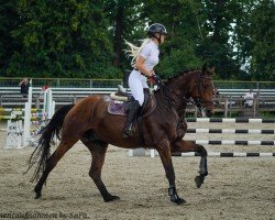 jumper Verdi vom Quellental (German Sport Horse, 2020)