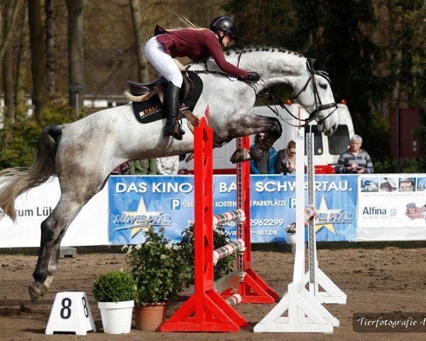 jumper Captain Morgan AS (Holsteiner, 2019, from Crack)