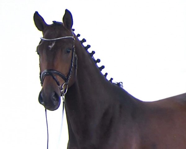 jumper Jolientha (Oldenburg show jumper, 2016, from J'taime flamenco)