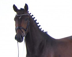 Springpferd Jolientha (Oldenburger Springpferd, 2016, von J'taime flamenco)
