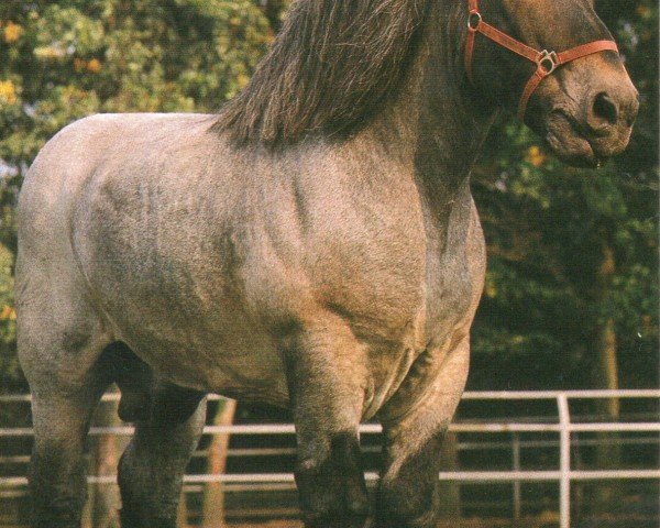 Pferd Adonis van Bleyendaal (Niederländisches Kaltblut, 1969, von Bart van Wijngaarden)