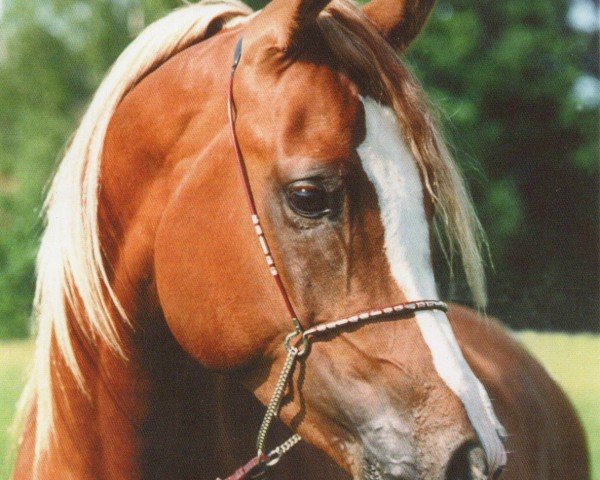 Deckhengst Princip ox (Vollblutaraber, 1976, von Nabeg 1966 ox)