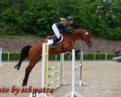 jumper Donna Cesaria (German Sport Horse, 2019, from Cesaro)