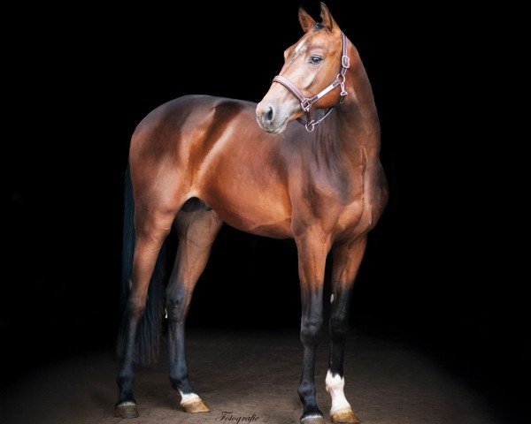Pferd Casallero DT (Oldenburger Springpferd, 2023, von Casallco)