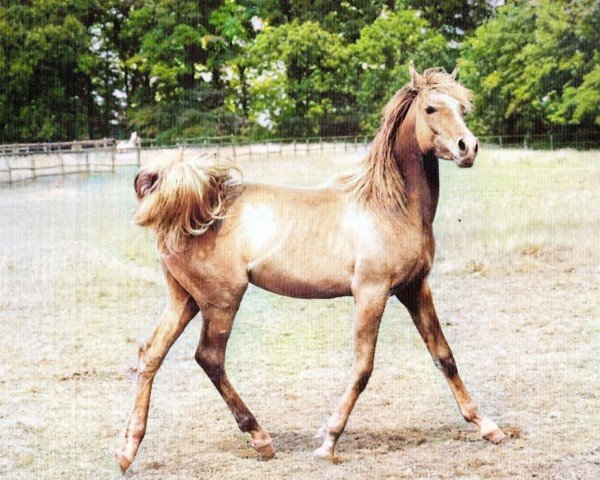 horse MUQDAM (Arabian, 1999, from NF Bolt)