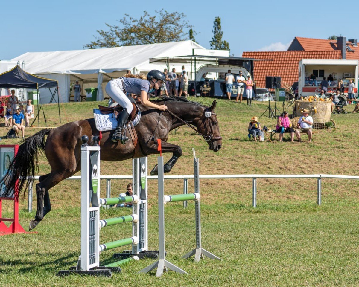 Springpferd Alegra 126 (Deutsches Sportpferd, 2017, von VDL Iowa)