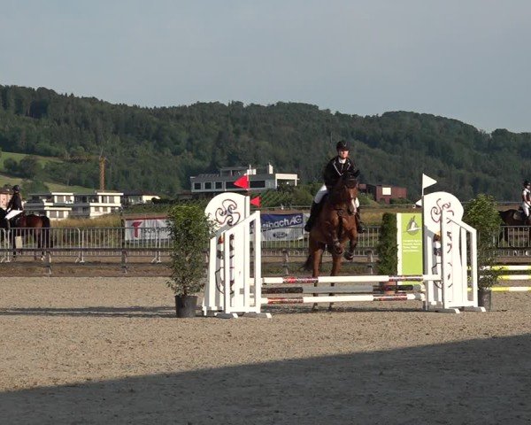 Reitturnier Hitzkirch 2025