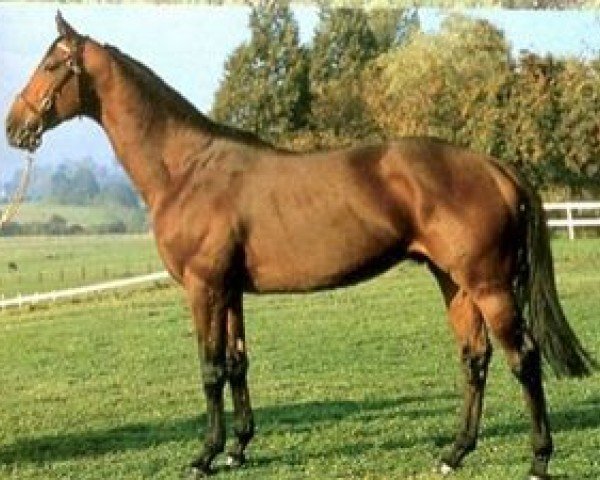 Deckhengst Lancastrian xx (Englisches Vollblut, 1977, von Reform xx)
