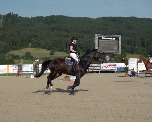 Reitturnier Hitzkirch 2025