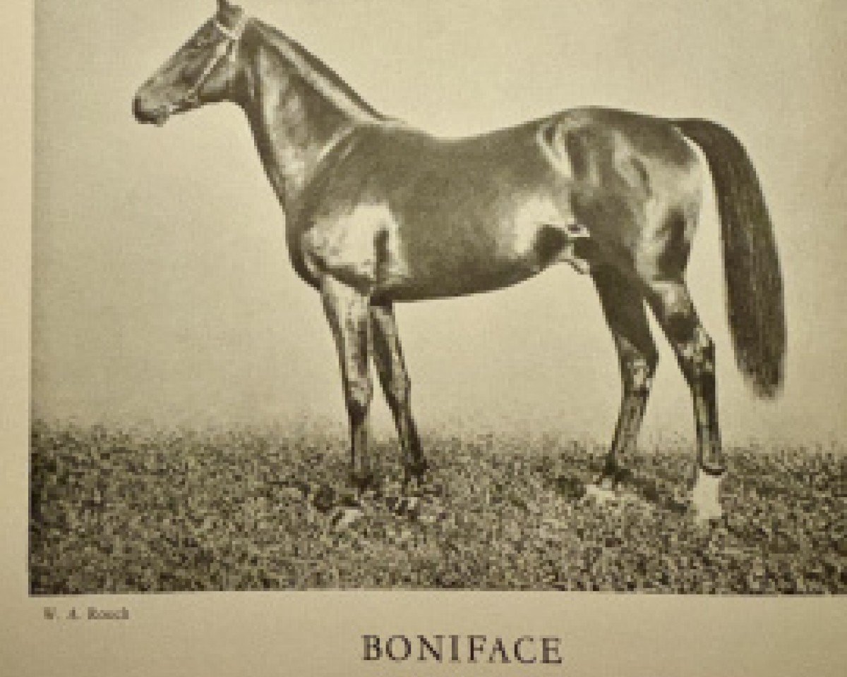 Deckhengst Boniface xx (Englisches Vollblut, 1915, von Transvaal xx)
