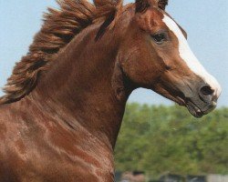 Dressurpferd Flintstone 46 (Deutsches Reitpony, 2006, von Farewell I)