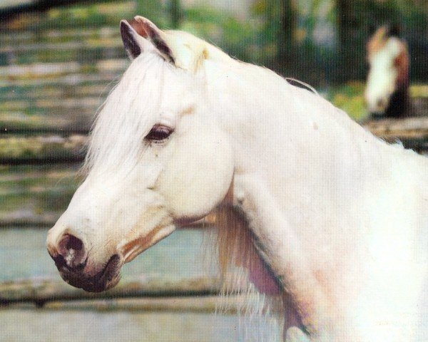 Deckhengst Mohamed ox (Vollblutaraber, 1979, von Mahomed 1968 ox)