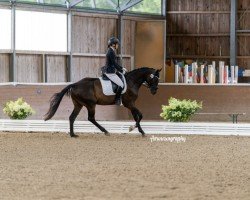 jumper Devil's Heart (Hanoverian, 2020, from Diacontinus)