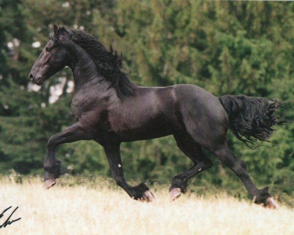 stallion Bouwe fan Chrisjehiem (Friese, 1992, from Jurjen 303)