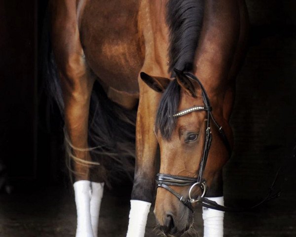 Springpferd Chico's Cara-Mia (Hannoveraner, 2018, von Chico's Boy)